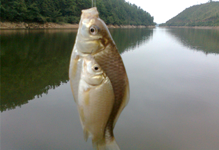 <b>介绍三大类植物性饵料，粮食水果蔬菜</b>