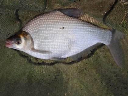 夏季鳊鱼应该这样钓，有了这篇文章，肯定都能有个好收获！