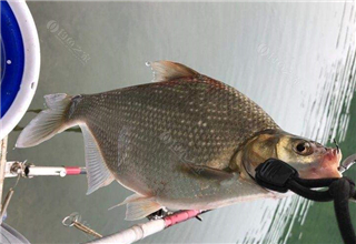 <b>钓鱼人必看，自制鱼饵的六个禁忌</b>