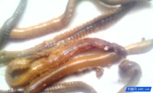 鲤鱼饵料 鲤鱼饵料