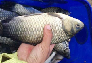 逢鱼必中的自制黑坑窝料与钓饵配方