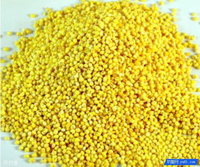 用麝香米做窝料的方法及打窝技巧 用麝香米做窝料的方法及打窝技巧