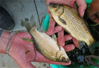 <b>用麝香米做窝料的方法及打窝技巧</b>