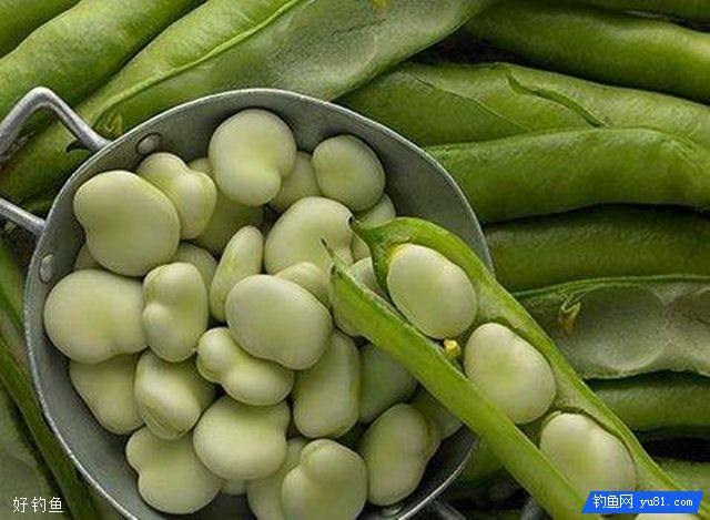 蚕豆做鱼饵的制作方法与打窝要点 蚕豆做鱼饵的制作方法与打窝要点