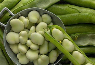 <b>蚕豆做鱼饵的制作方法与打窝要点</b>