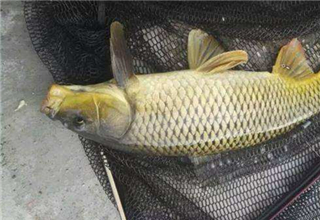 正确使用诱饵打窝诱鱼的技巧