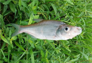 <b>钓草鱼的三个饵料配方，简单易上鱼</b>