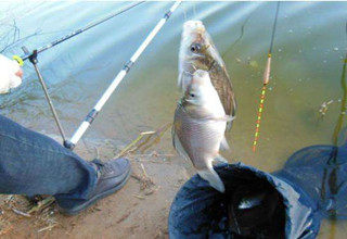 如何制作水底上下浮动的诱鱼底窝料