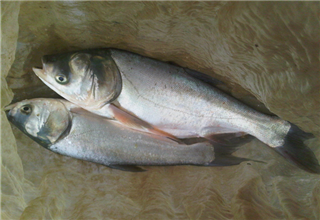 自制鲢鱼饵料，连竿爆护超简单