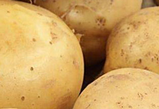 使用韭菜、西红柿、土豆钓鱼的技巧