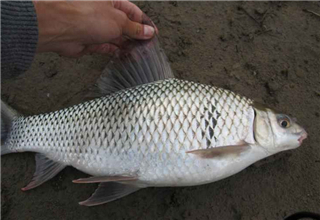 鲮鱼的食性及钓鲮鱼的饵料制作方法