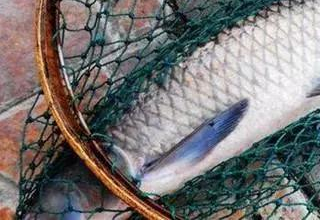 钓黑坑的针对性饵料配方与制作方法