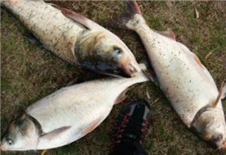 <b>秋钓鲢鳙的两款饵料，蒜香味和酸臭味</b>