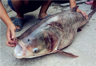 让鱼儿频繁咬钩的三款饵料制作方法