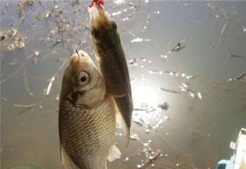 <b>冬天用蚯蚓钓鲫鱼的小细节</b>