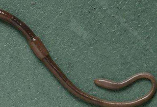 <b>提升蚯蚓垂钓效果的4个秘籍，钓鱼人参考</b>