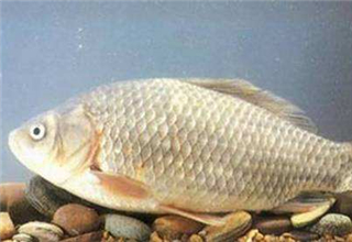 正确认识钓鱼小药，灵活运用