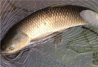 找诱钓鲤鱼的鱼饵配方？教你两款实用的