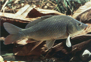 秋钓鲤鱼使用的几种饵料搭配方法