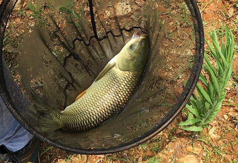 堪称经典：18种经钓友考验过的饵料配方