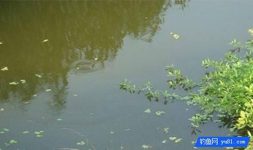 鲤鱼的藏身之处！钓鱼新手你得看看