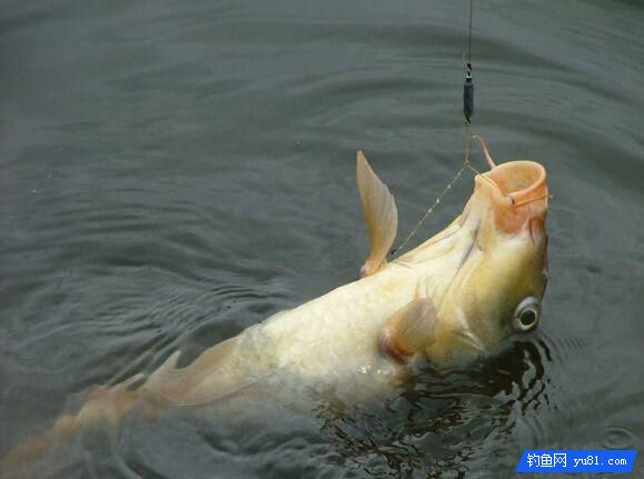 鲤鱼的藏身之处！钓鱼新手你得看看