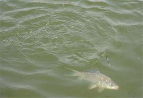 冬钓鲫鱼鲤鱼的三款酒米配方