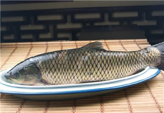 秋季钓大草鱼，就靠这三种自制钓鱼饵料