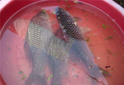 有几种蔬菜水果，钓鱼的时候可以试试