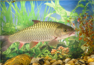 钓鲤鱼、草鱼及鲢鳙的打窝料使用技巧