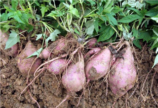 在水库钓鱼，一种特殊的打窝方法