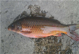 秋季钓鲤鱼的饵料选择及用饵技巧