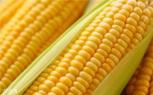 揭秘玉米钓鱼技巧之为何玉米如石沉大海？